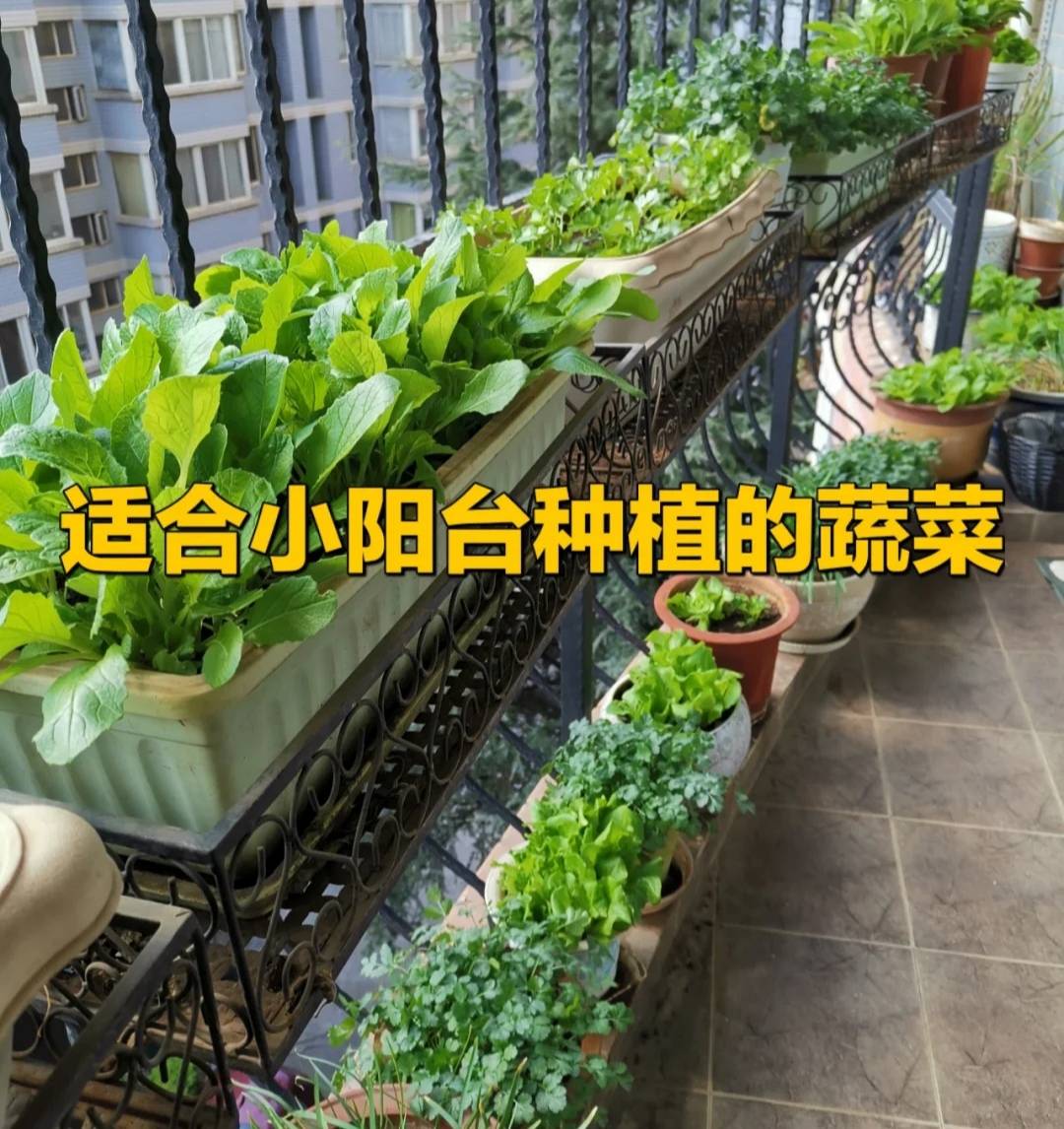 阳台绿 小小阳台打造绿意花园，照看植物很简单-本地资讯-装一网-触屏版