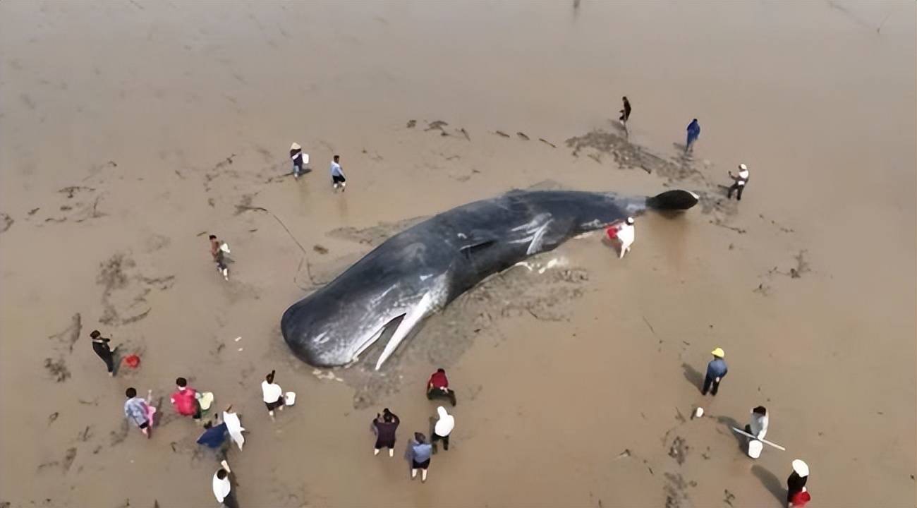 抹香鲸图片搁浅图片