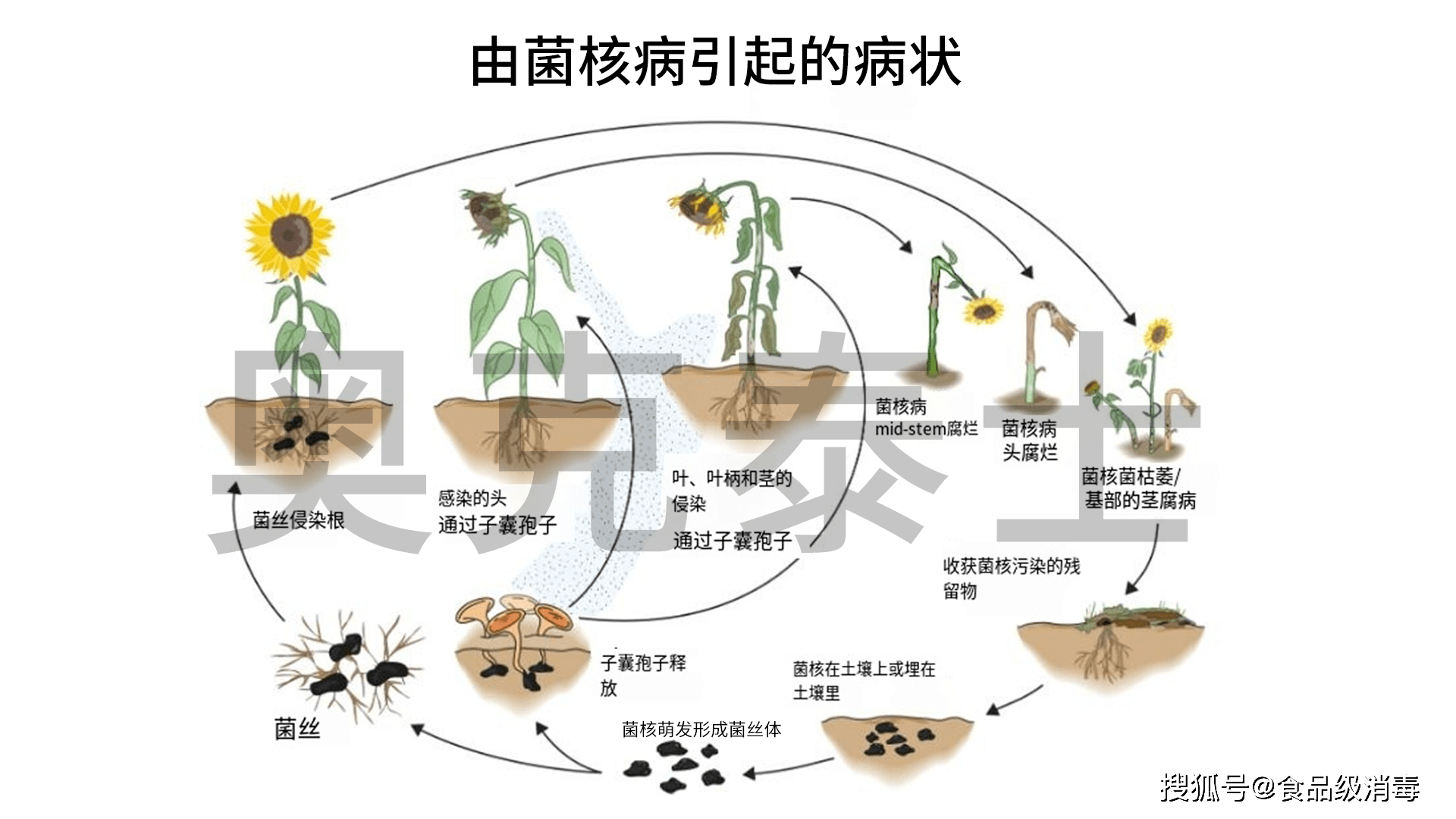 向日葵菌核病的症状及防治方法 植物茎叶喷施病害防治及土壤消毒灌溉水消毒 奥克泰士 头部 防治