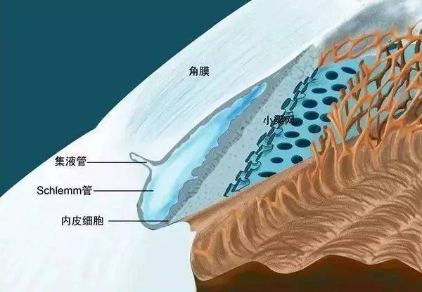 立體圖)眼球的前房角顯微解剖圖(黑白)眼眶的骨壁解剖圖視網膜神經