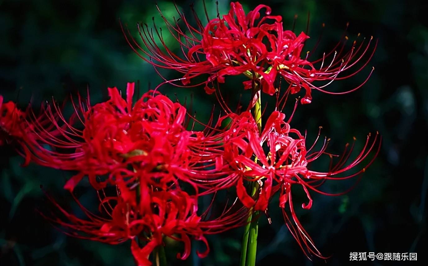 原创长在黄泉路上的鬼花好看不吉利为什么还有人养