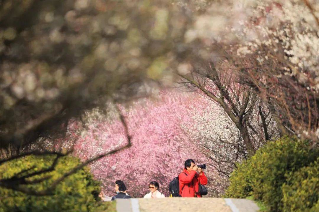 洪蓝傅家边梅园入选"江苏春季赏花胜地"_溧水_梅花_梅为媒