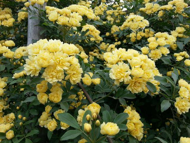 庭院养花 木香花是首选 花量大 花色可爱 打理还轻松 种植 补充 幼苗
