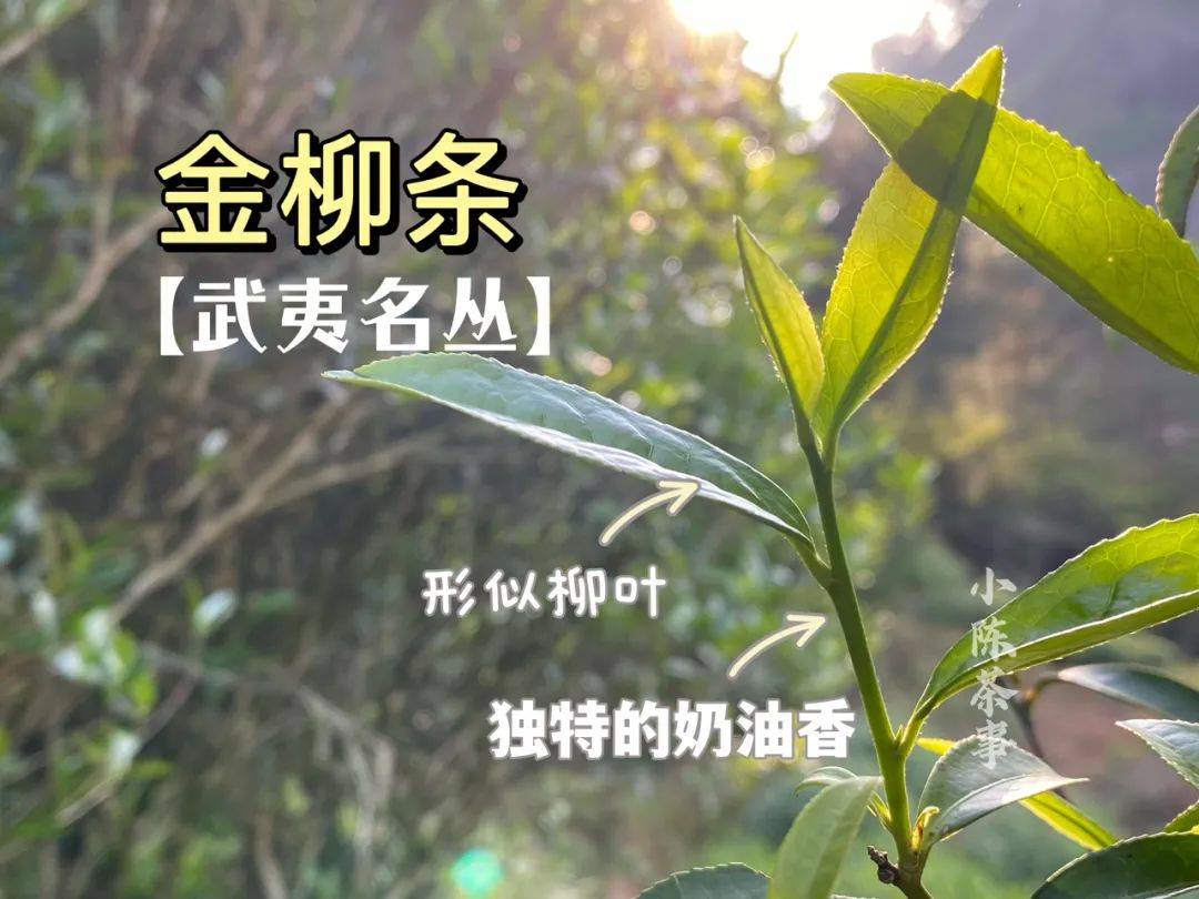 原创武夷岩茶春茶揭开序幕武夷名丛金柳条在谷雨之后默默地开采了