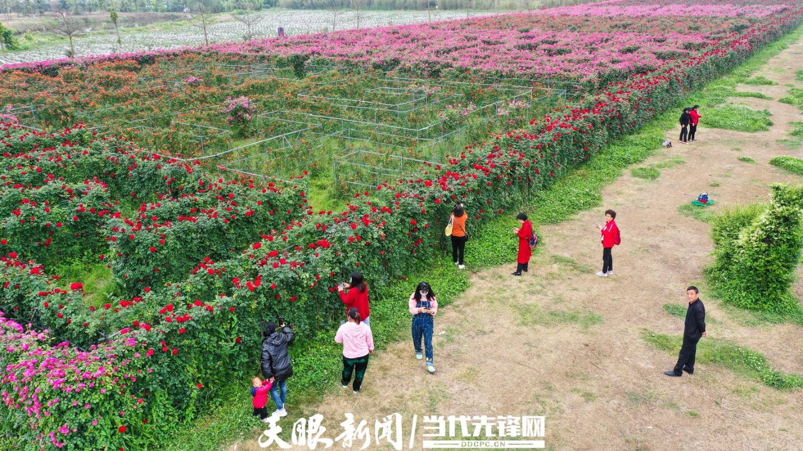 贵州安龙：“玫瑰迷宫”花正艳|玫瑰|黔西南布依族苗族自治州|贵州省_新浪新闻