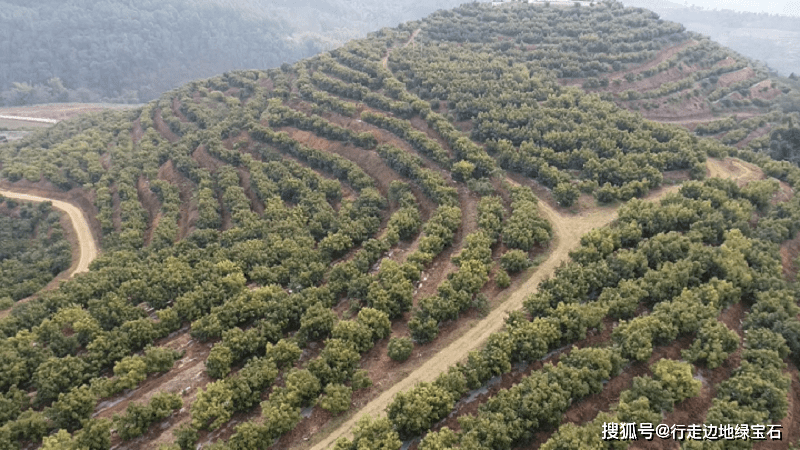 海南牛油果种植基地图片