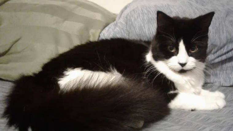 kayla dinger更令人兴奋,请注意wang一年后,常春藤有一只漂亮的燕尾猫