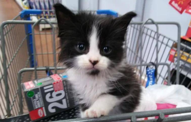 原创女子偶然坐了一次公交车下车时怀里多了一只小猫