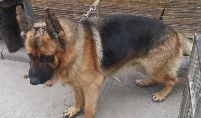 江苏大哥加配狗花了5万2600卖了网友锤系德牧400都太多