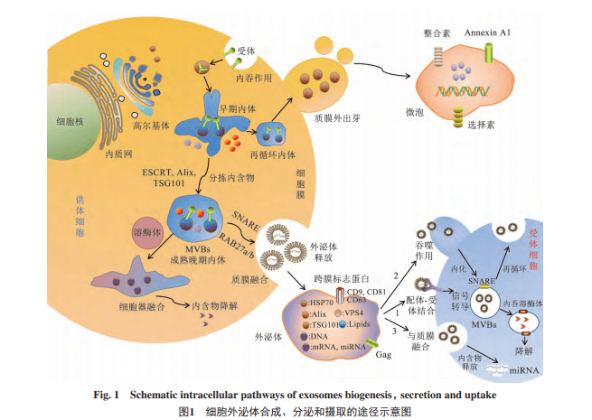 外泌体示意图图片