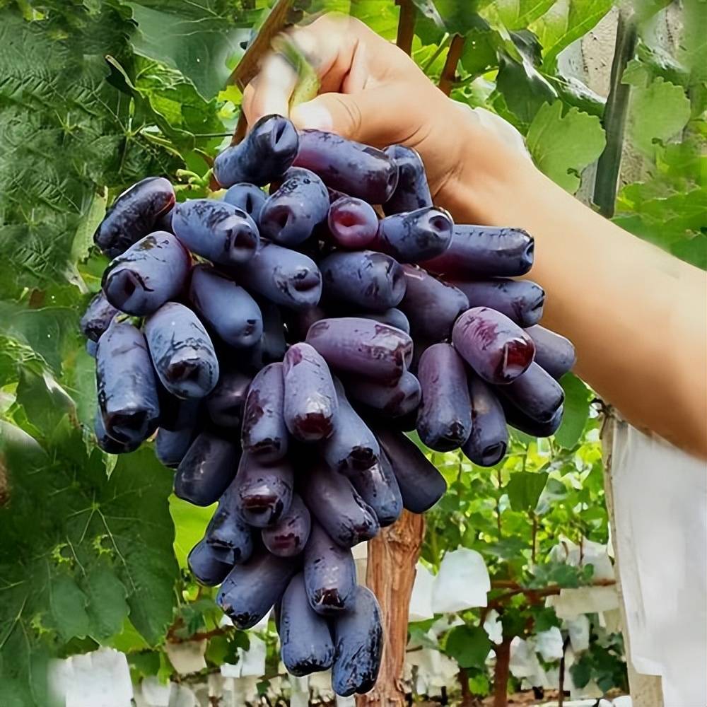 它有圆形的也有长条形的,看上去非常的圆润饱满,就和我们的手指头一样