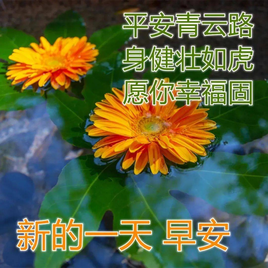 給你舒情;向美好的一天歡呼,給你舒懷,用快樂的詞彙凝聚,給你祝福,祝