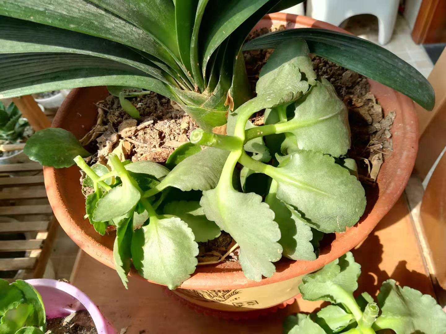 长寿花黑腐不要慌一招用得好说不定也有小惊喜