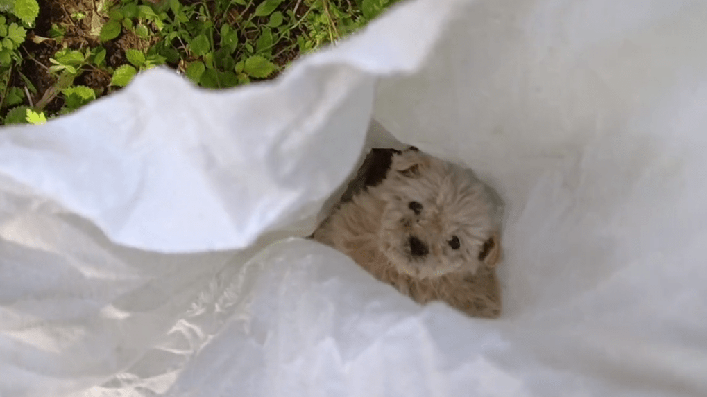 浑身跳蚤的可爱猫咪和狗狗同时被装进麻袋丢弃,刚打开袋子,狗狗就挣扎