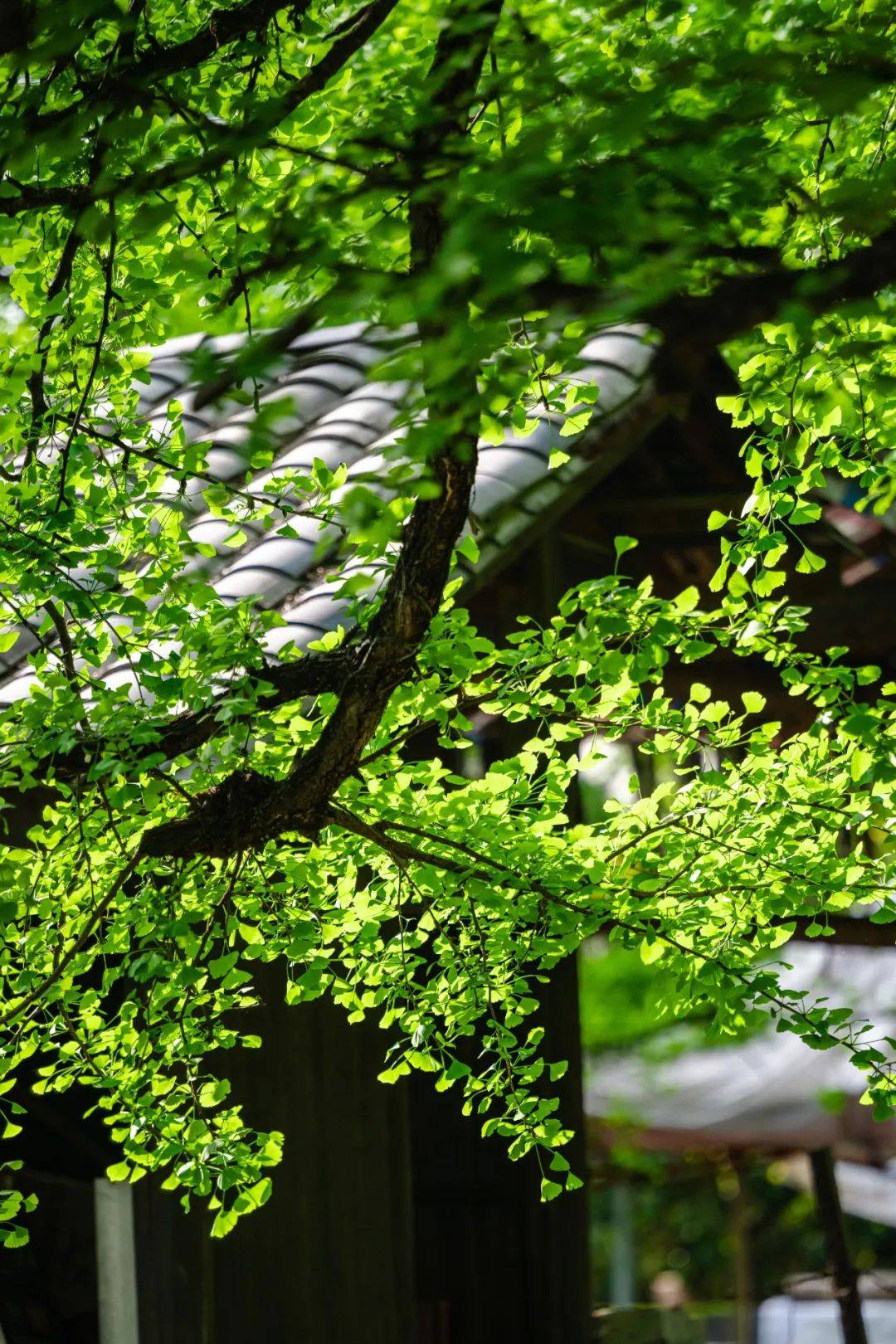 常常前来驻足观赏对银杏树了如指掌的村民们银杏花期时这一串串花也就