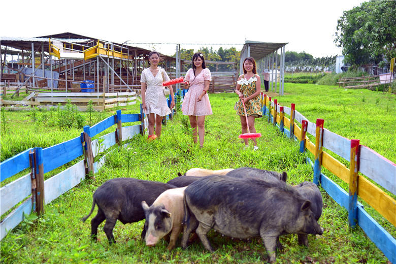 美女们果然喜欢二师兄广州幸福田园犇牛牧场赶猪项目让人当猪倌