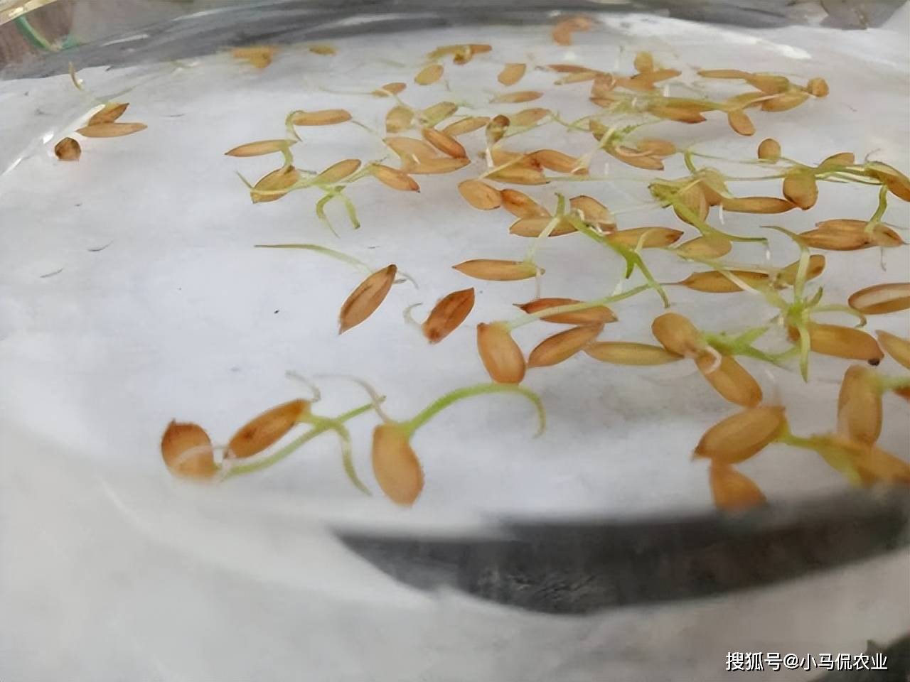 生长过程是一件非常有趣且有意义的经历,小哥就是把找来的大米泡水3天
