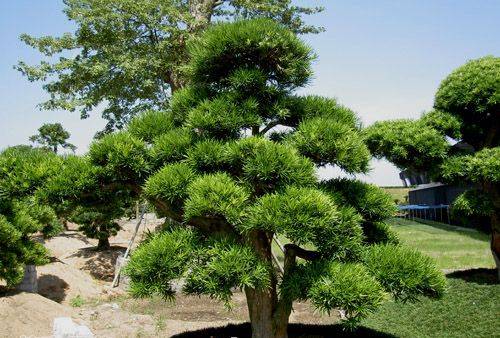 原创罗汉松掐1根枝条就能养活枝干挺拔长得旺来年长成大老桩