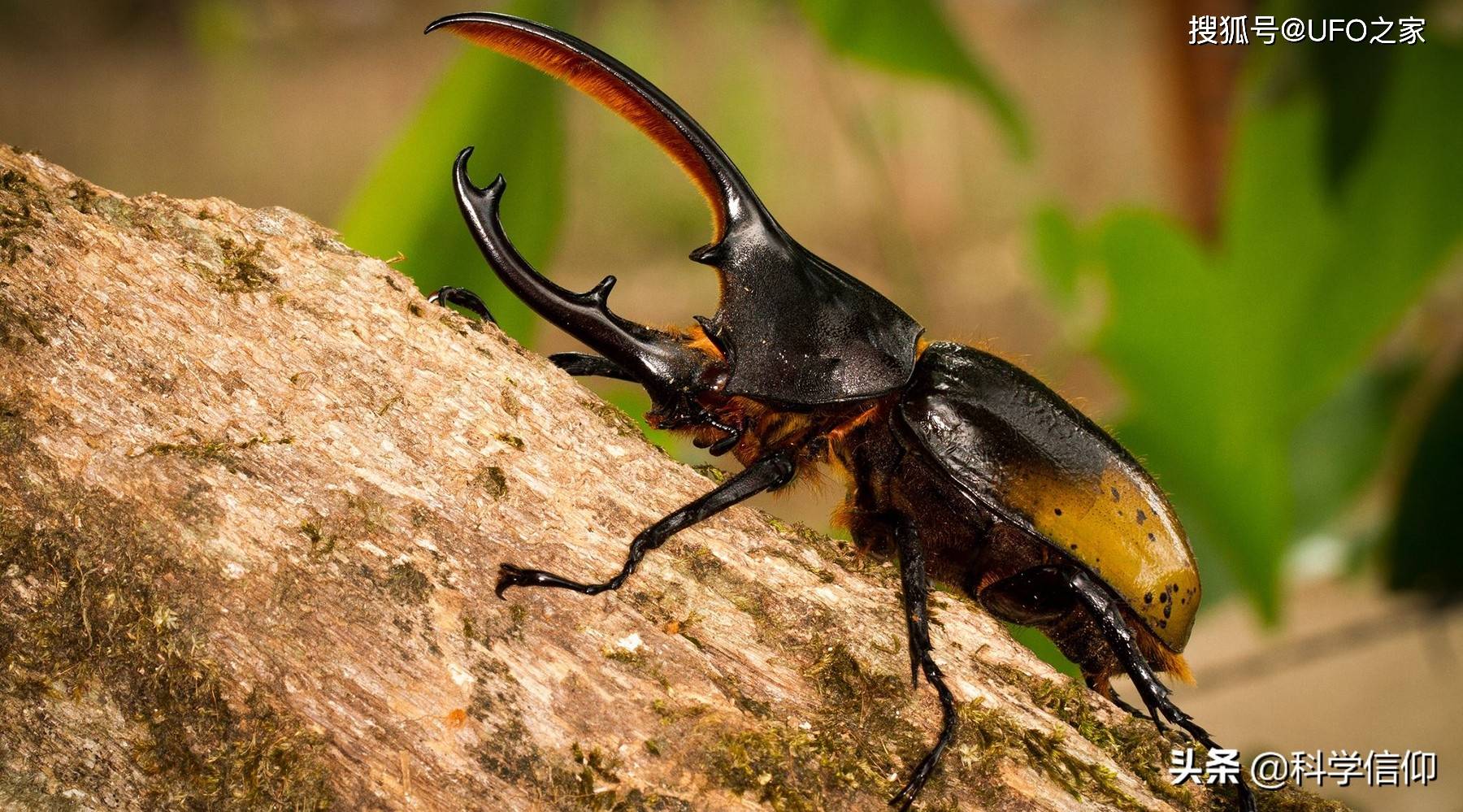 长戟犀金龟只是一只大甲虫为什么我国海关一定要把它截下来