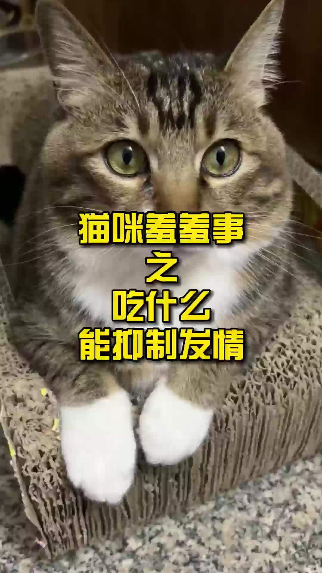 猫咪羞羞事之吃什么能抑制发情