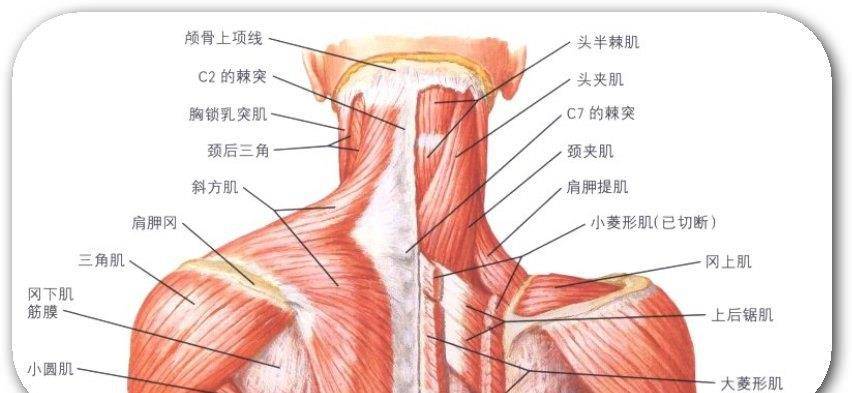 一看她这些瘦身方法,才发现都是高段_颈部_身材_脖子