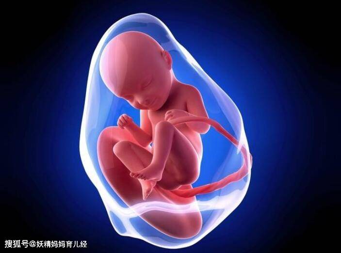 怀孕六个月的胎儿图片图片