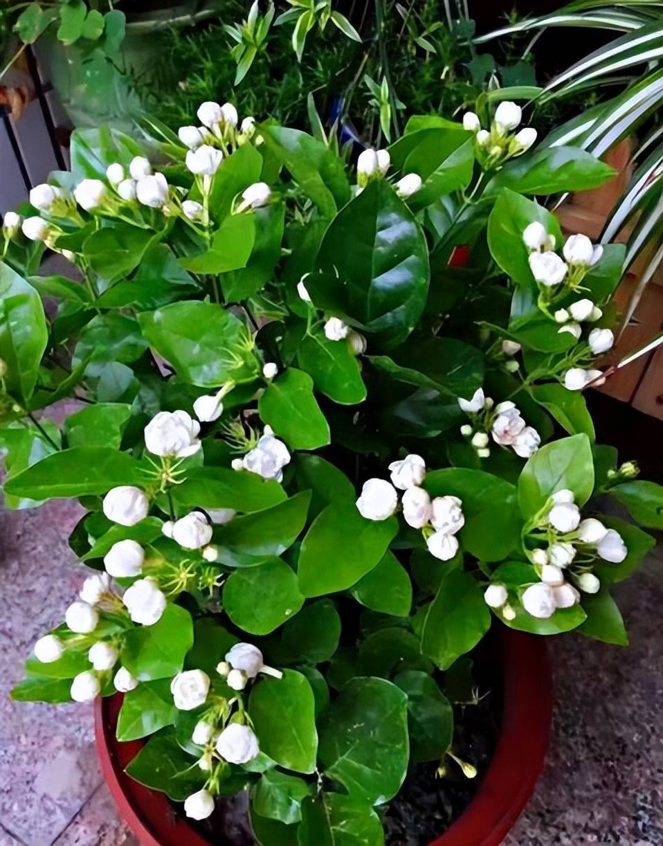 茉莉花开花少香味淡 多做3件事 猛长花苞 香味更浓郁 养护 植株 长势