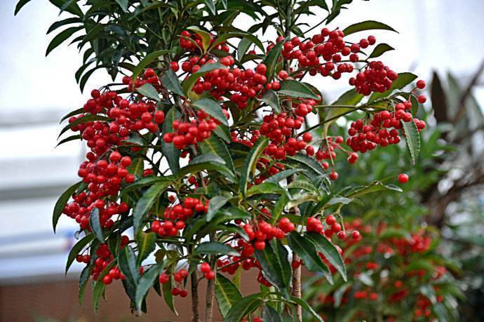 原创3种富贵树过年摆在客厅寓意好每盆都有红彤彤的果子