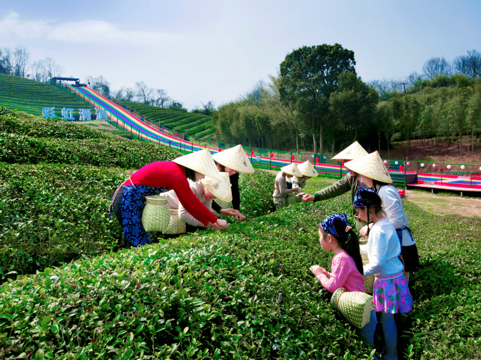 径山最美春日已上线采茶踏青遛娃拍照一站式搞定
