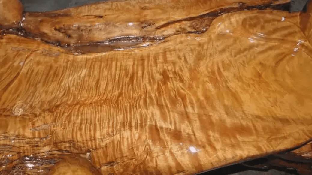 原创一棵树值25亿金丝楠木贵如黄金树苗才12元却没人种植