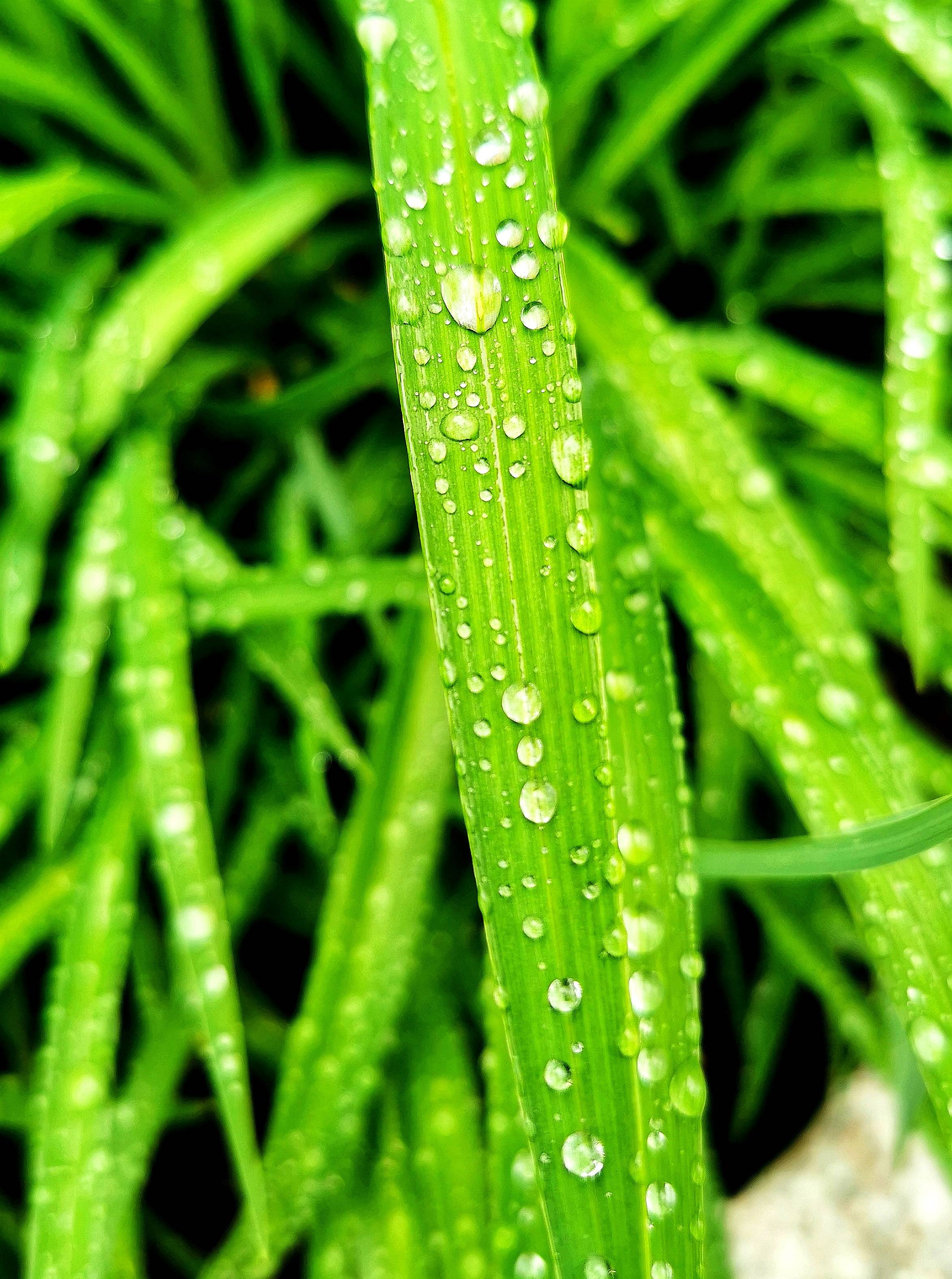 花草露水图片唯美图片