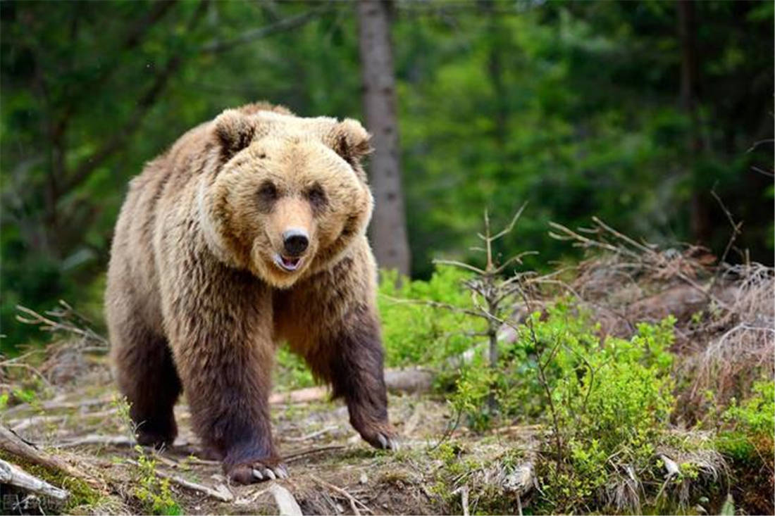 阿尔泰山出现棕熊，跟踪母狼找到狼窝，刨开2米深的洞吃掉5只幼狼