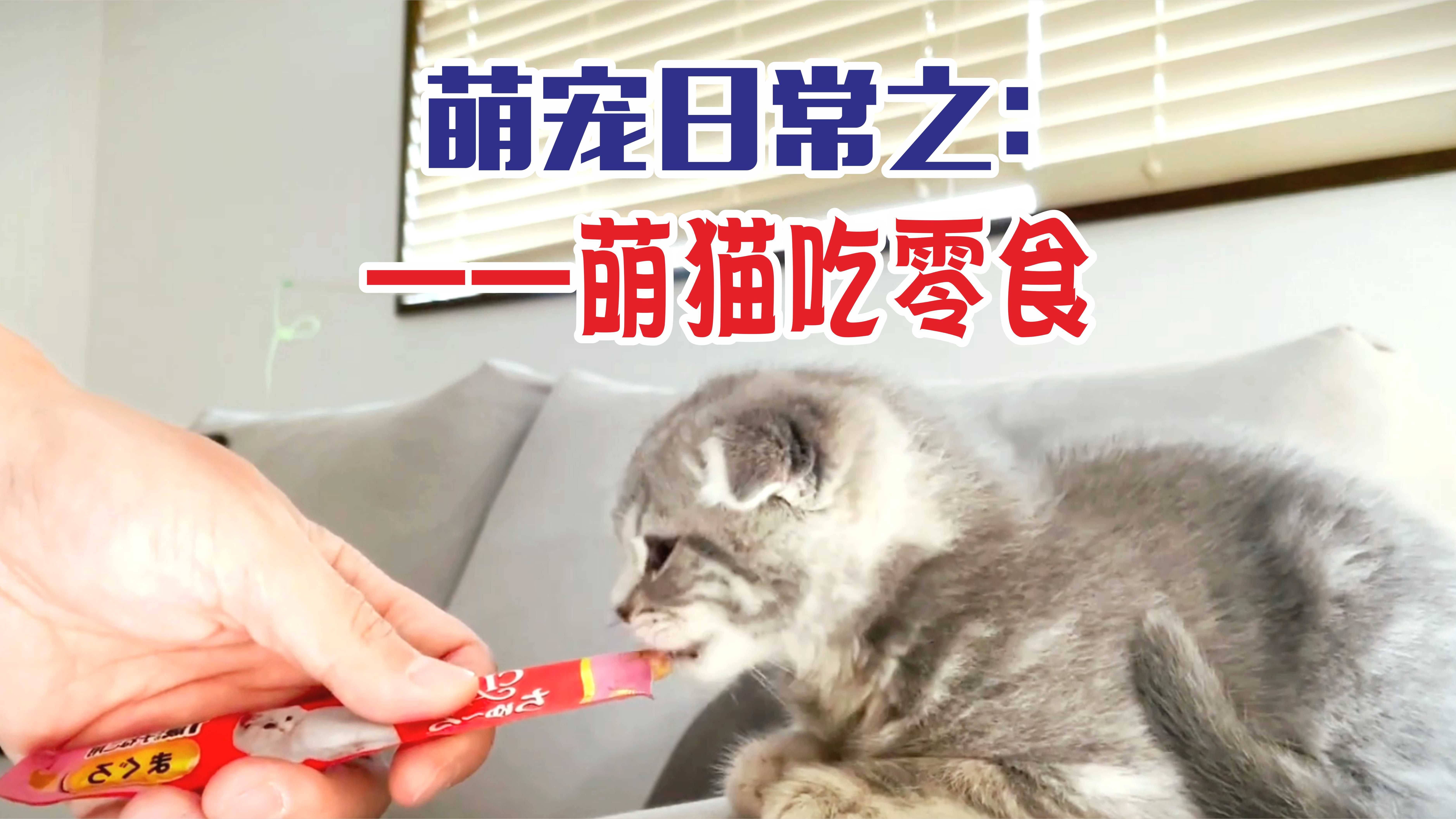 萌宠之乐萌宠日常萌猫吃零食