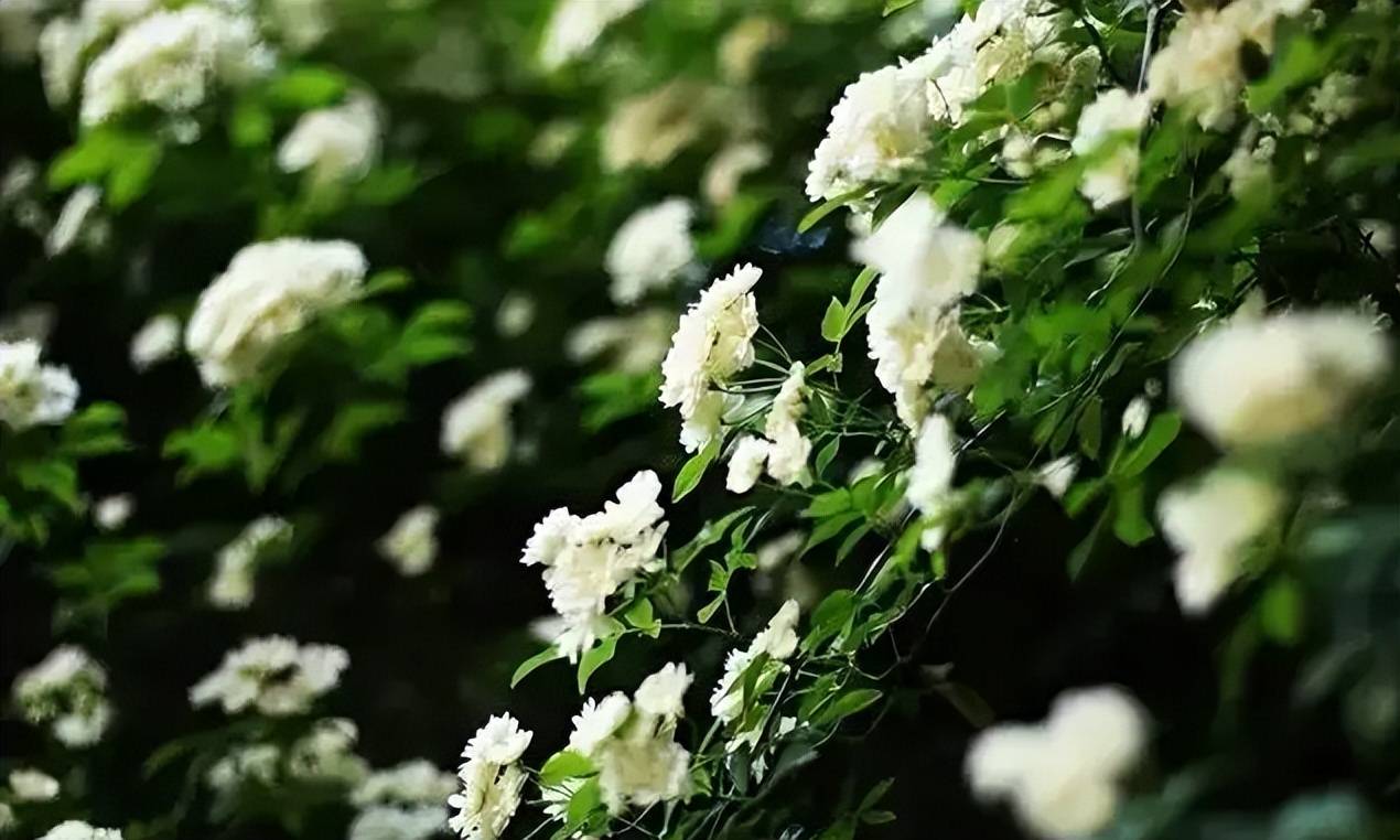 诗词鉴赏开到荼靡花事了古诗词里的荼蘼花花白如雪