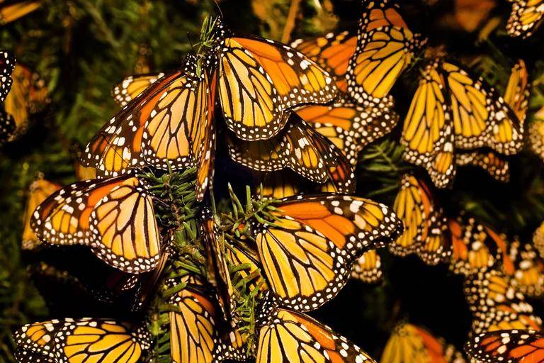 帝王蝶作为一个物种在不久的将来没有灭绝的危险,但它们独特的北美