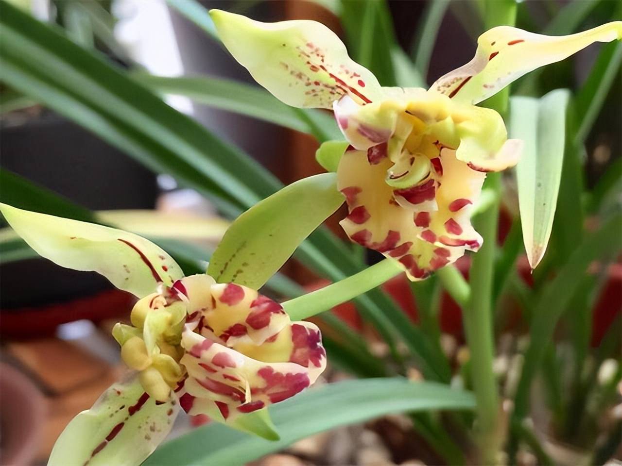 原创梨山狮王被誉为奇花之王开花能力强又香又雅便宜好养