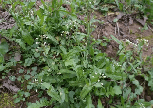 广西农村野菜图片