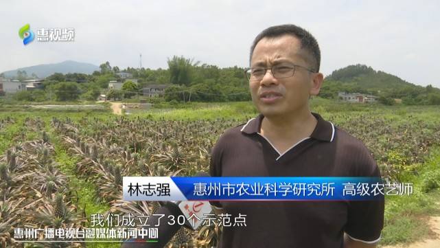 惠州市农业科学研究所高级农艺师 林志强:我们成立了30个示范点,在