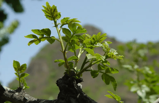 长在树上的野菜图片图片