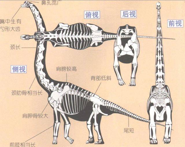 长颈鹿的祖先进化图图片