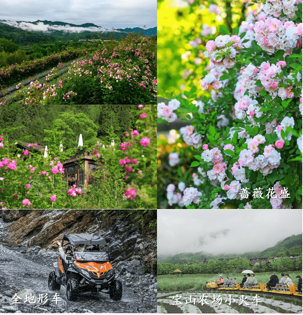 蔷薇蔓蔓迎客来湔江河谷赏花活动精彩不断 宝山 旅游区 龙门山镇