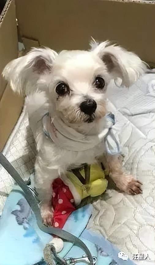 主子举发爱犬恶行却惹哭千人:多希望门后还有你的身影_狗狗_家人_奴才