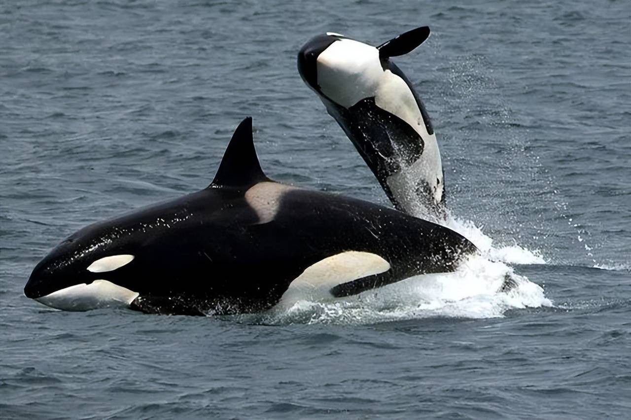 虎鲸的繁殖器图片