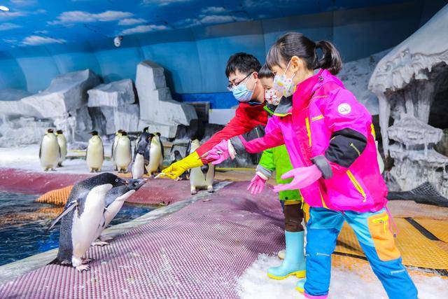 企鵝冰雪王國來了 武漢海昌極地海洋公園打造區域主題化遊樂場所_遊客