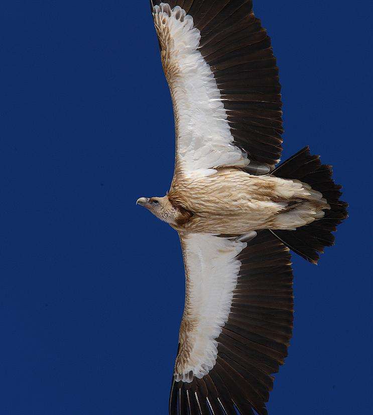 青海出现高山鸟类是飞得最高的鸟类之一天生喜欢吃腐烂的尸体