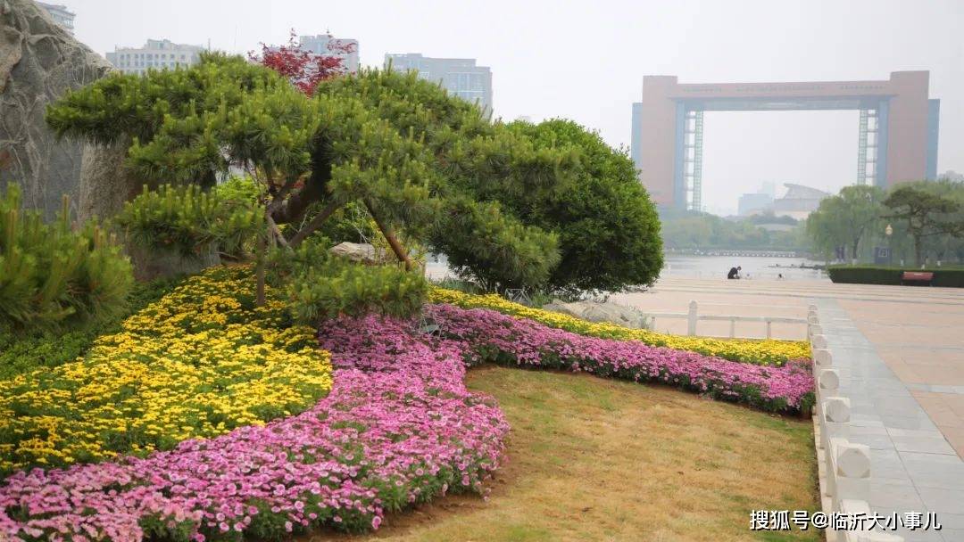 景石,迎客松为骨架,鲜艳的玛格丽特菊和欧石竹形成的色带如流淌的河水