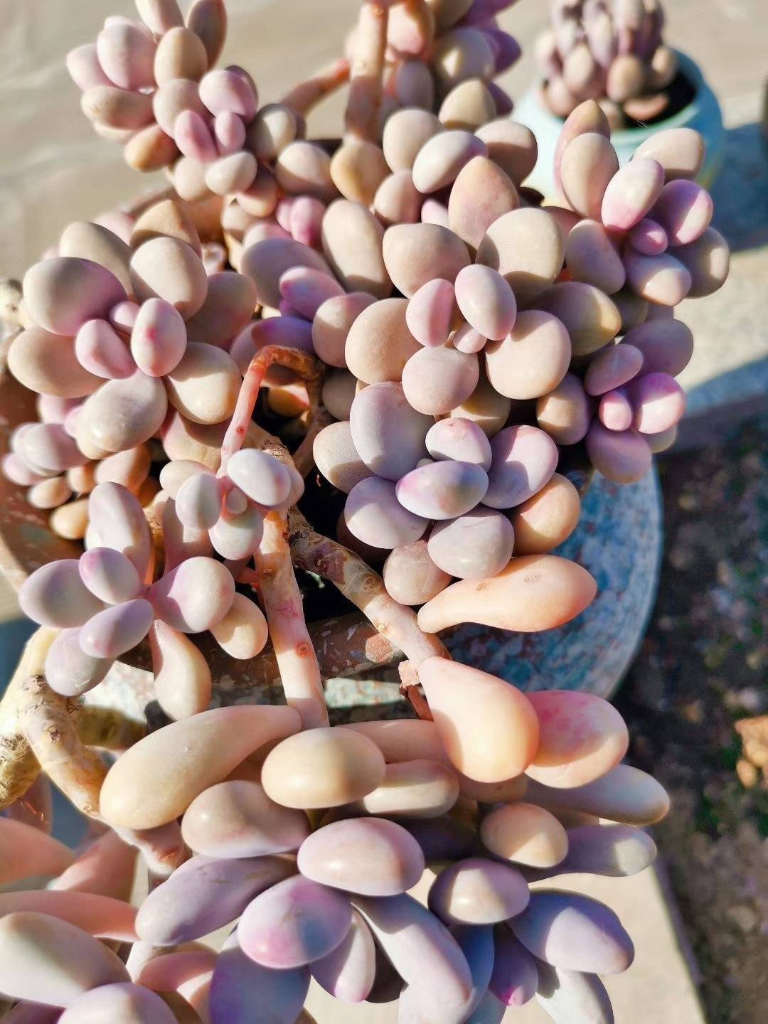 桃蛋怕高温高湿,夏天特别难保养.一个小的没注意,就很容易黑腐烂根.