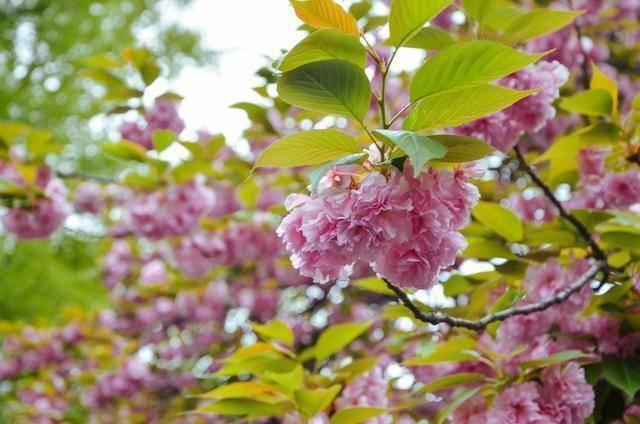 日本人喜欢赏花，到了春天公园人满为患，究竟为何？