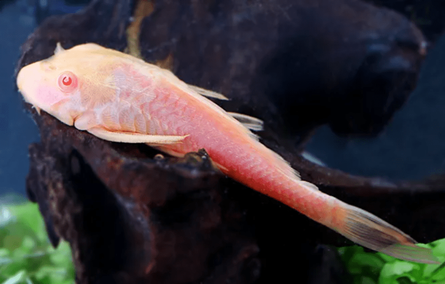 为何清道夫在恒河遇克星?_入侵_物种_什么