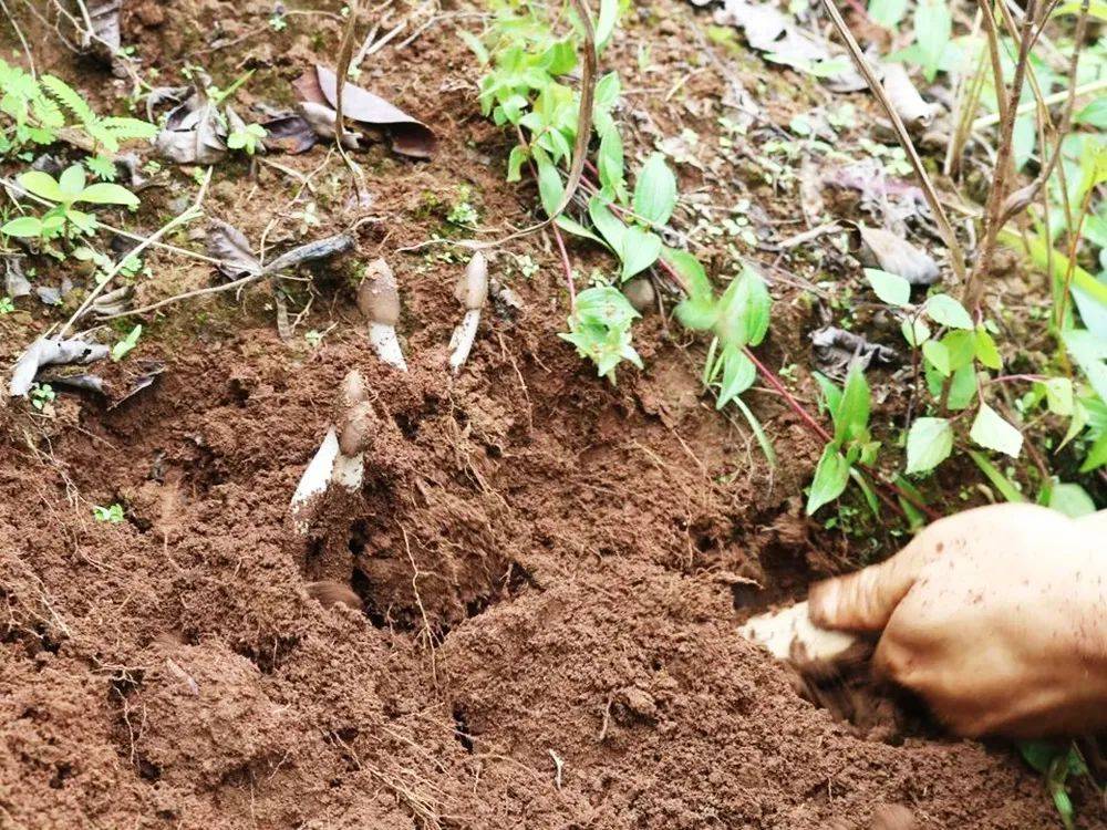 白蟻在建巢中為雞樅菌傳播菌種,然後雞樅菌會在白蟻窩上先長出小白